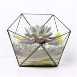 Флорариум "Эхеверия" NEW4