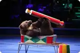Шоу дрессированных животных Ш8