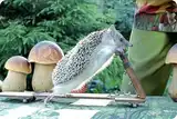 Шоу дрессированных животных Ш8