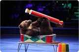 Шоу дрессированных животных Ш8