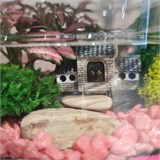 Яркий розовый флорариум "усадьба" Flo10